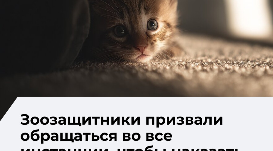 Зоозащитники просят писать жалобы на 15-летнюю калининградку, убившую кошку и котёнка