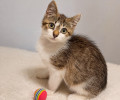 Котёнок Бантик ищет дом