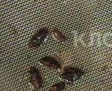 Калининградские покупательницы нашли в бутылке полусладкого вина семь насекомых