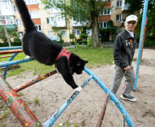 На улице Багратиона живёт знаменитый кот Васенька