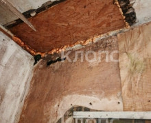 Жительница Большаково три года ждёт переселения из аварийного дома с берёзой на крыше