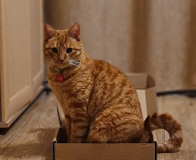 В поселке Малое Исаково ищут кота, пропавшего с улицы Молодежной