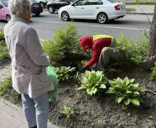 В Калининграде на улице Павлика Морозова у дома № 148 восстановили клумбу после расширения остановки