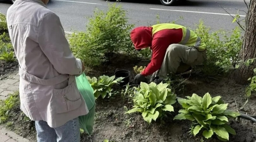 В Калининграде на улице Павлика Морозова у дома № 148 восстановили клумбу после расширения остановки