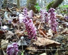 На Куршской косе обнаружен редкий подземный цветок петров крест