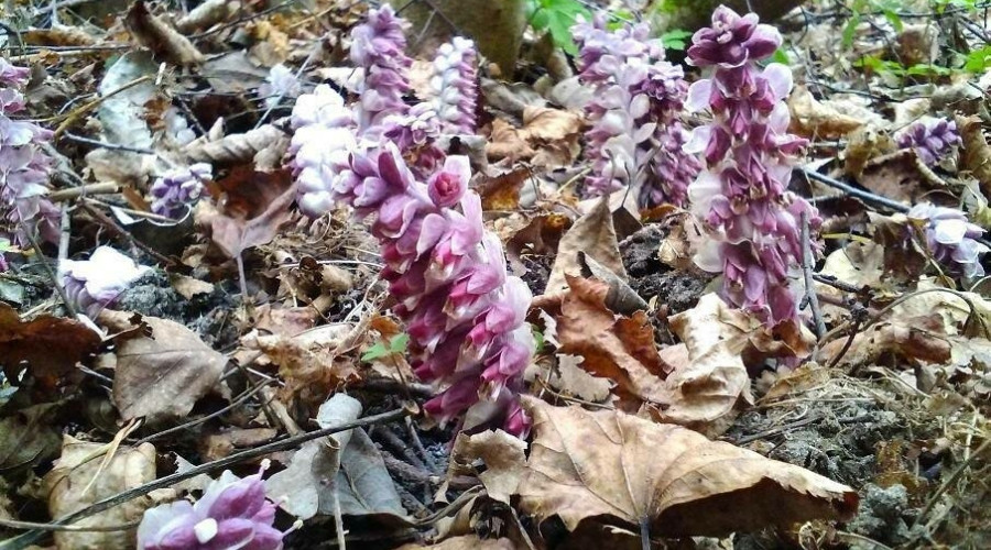 На Куршской косе обнаружен редкий подземный цветок петров крест