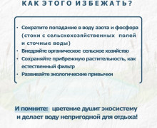 Цветение водорослей в водоёмах Калининградской области: проблема усугубляется