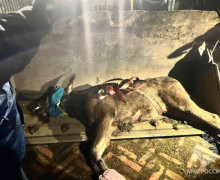 В Калининграде спасатели извлекли лося из пустого бассейна