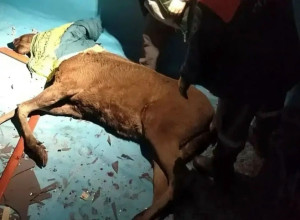 В Калининграде спасатели извлекли лося из пустого бассейна