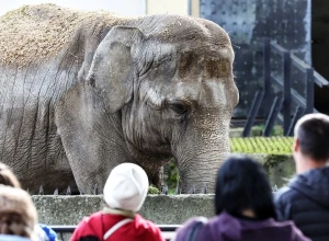 В Калининградском зоопарке раскрыли причину смерти слонихи Преголи