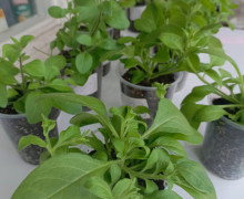 Продам петунии ампельные балконные, тайдалы, шок вейв