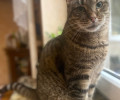 Пропал кот Сема, 9 лет, полосатый, особые приметы: нет зубов, кастрирован, металлоконструкция в правой ноге