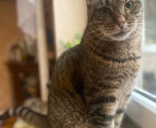 Пропал кот Сёма, 9 лет, Калининград, ул. Куйбышева, 64