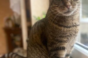 Пропал кот Сема, 9 лет, полосатый, особые приметы: нет зубов, кастрирован, металлоконструкция в правой ноге