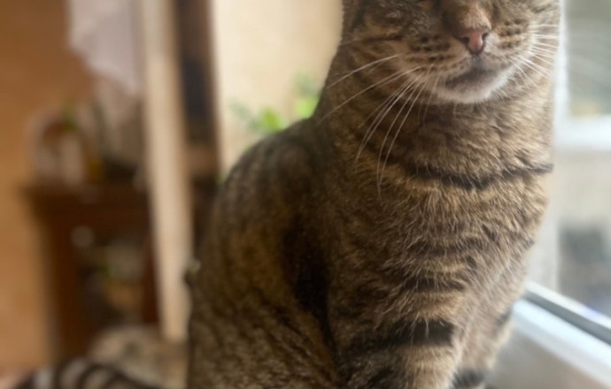 Пропал кот Сема, 9 лет, полосатый, особые приметы: нет зубов, кастрирован, металлоконструкция в правой ноге