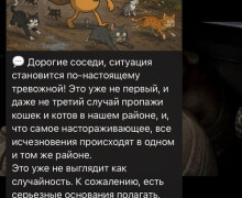 В двух поселках под Калининградом пропало более десяти домашних кошек