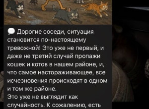 В двух поселках под Калининградом пропало более десяти домашних кошек