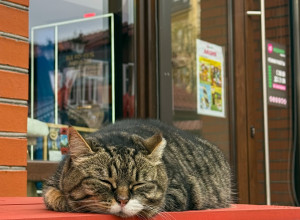 В Зеленоградске котики повсюду: прогулки, граффити и сувениры