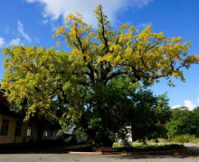 800-летний дуб в Ладушкине передан в муниципальную собственность
