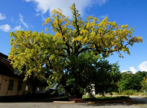 800-летний дуб в Ладушкине передан в муниципальную собственность