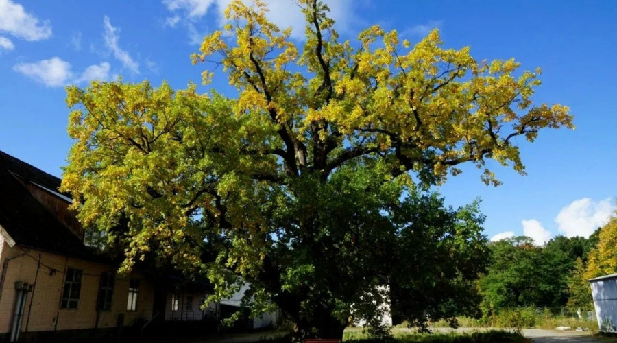 800-летний дуб в Ладушкине передан в муниципальную собственность