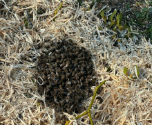 На Верхнем озере в Калининграде при спиливании деревьев разрушили пчелиное дупло