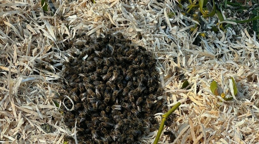 На Верхнем озере в Калининграде при спиливании деревьев разрушили пчелиное дупло