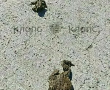 Сезон миграции земноводных на Куршской косе: автомобилистов просят быть внимательнее