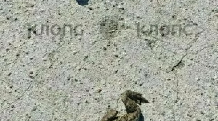 Сезон миграции земноводных на Куршской косе: автомобилистов просят быть внимательнее