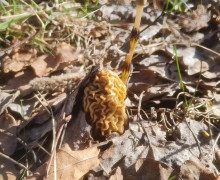 В Калининградской области начался сезон сбора грибов