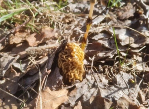 В Калининградской области начался сезон сбора грибов