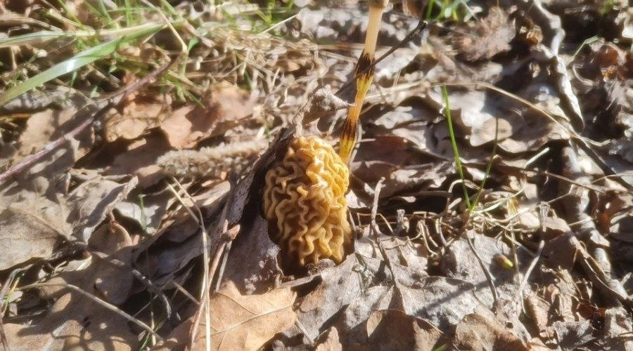 В Калининградской области начался сезон сбора грибов
