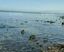 У берега Зеленоградска снова показался древний лес, ушедший под воду тысячу лет назад