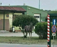 Лось попытался пересечь границу через пункт пропуска в Безледах, но был остановлен