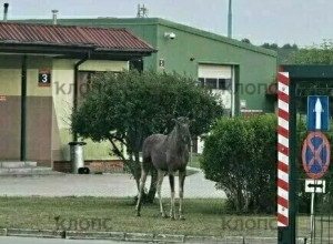 Лось попытался пересечь границу через пункт пропуска в Безледах, но был остановлен