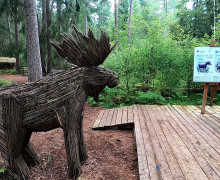 Королевский бор