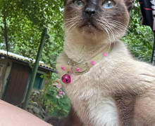 В Светлогорске ищут хозяев найденной кошки