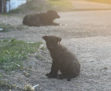 В Калининградской области ищут новых владельцев для таксы и четырёх бездомных щенков