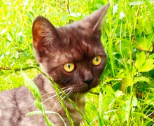 В Калининграде ищут дом для двух брошенных котят
