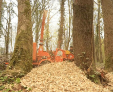 Калининград присоединился к Всероссийскому субботнику: в городских парках высадили новые пихты