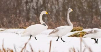 Окольцованный лебедь‑кликун: калининградка обнаружила птицу с «латвийской пропиской» в Светловском округе