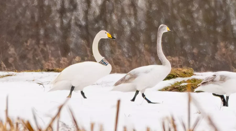 Окольцованный лебедь‑кликун: калининградка обнаружила птицу с «латвийской пропиской» в Светловском округе