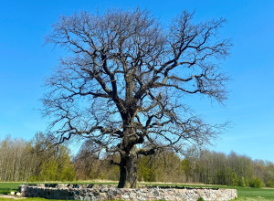 Вековой дуб в поселке Бабушкино: история и легенды