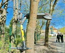 В Калининграде на деревьях заметили необычные плоды