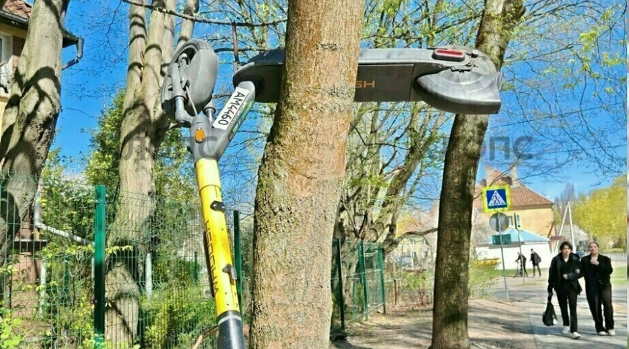 В Калининграде на деревьях заметили необычные плоды