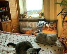 Кот со сломанными лапами, найденный на Артиллерийской в Калининграде, восстанавливается после операции
