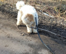 В Чкаловске разыскивают пропавшую собаку