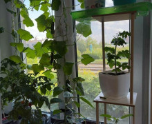Калининградка собрала первый урожай огурцов, выращенных на подоконнике в городской квартире