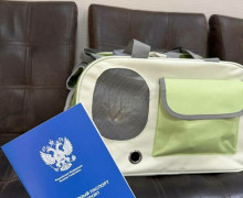 Кот Борис из калининградского кафе выздоровел после полугода лечения