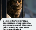 Жители Калининграда могут оставить заявку на отлов бездомных животных